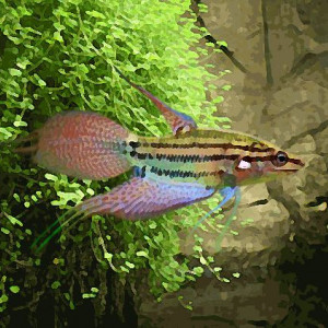 Trichopsis vittata, gourami grogneur