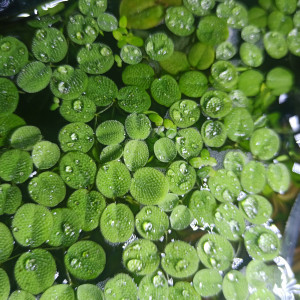 Salvinia natans plante flottante aquatique