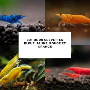 Lot de 20 crevettes bleue, jaune, rouge et orange