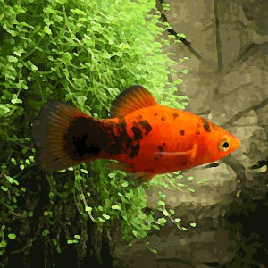 Platy calico rouge (environ 3.5 cm)