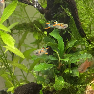 Guppy endler mâles