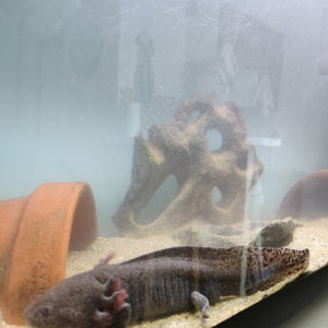 Axolotls adultes