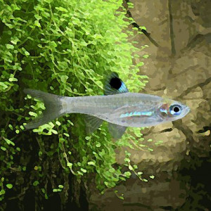 Rasbora emeraude yeux vert (environ 2 cm)