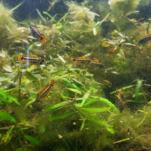 Apistogramma cacatuoides double orange