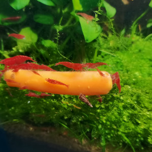 [Crevettes] Neocaridiana red fire