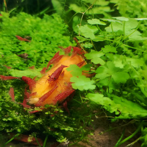 [Crevettes] Neocaridiana red fire