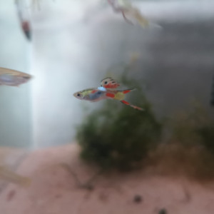 Guppy poecilia wingei