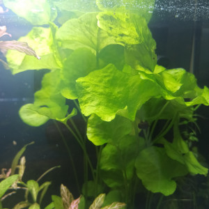 Nymphoides hydrophylla taiwan