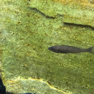 Poisson cyprichromis leptosoma