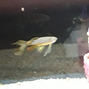 URGENT Donne 1 brachydanio rerio voile (danio zébré) et 3 corydoras pygmaeus (corydoras nain)