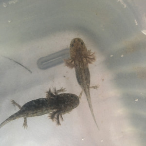 Axolotls