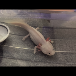 Vend axolotls