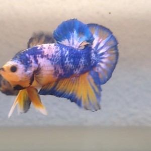 Betta plakat Mâle Yellow Fancy 12 semaines