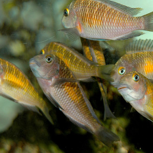 Tropheus kasakalawe