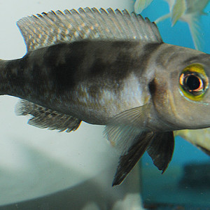 Lepidiomlamprologus attenuatus gold