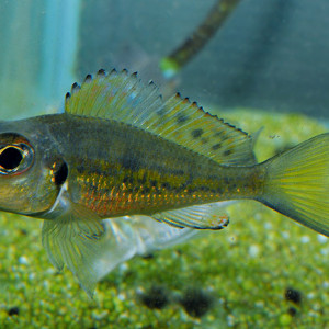 Callochromis Ndole