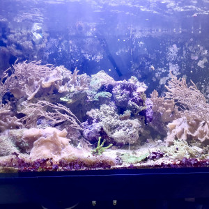 Pierres vivantes et coraux