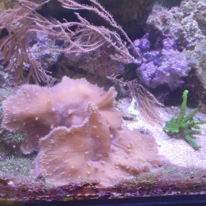 Pierres vivantes et coraux