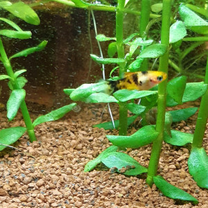 Platys Dalmatien