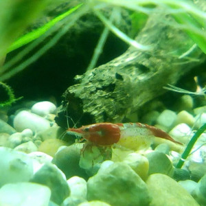 Neocaridina davidii var red rili grade À