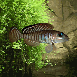 Neolamprologus signatus (environ 4 cm)