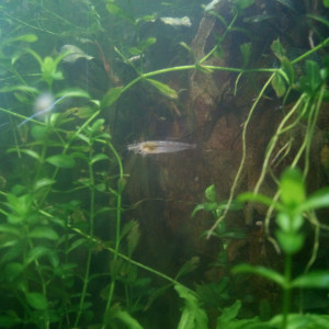 Caridina cf. cantonensis -Taiwan Bee White Crystal