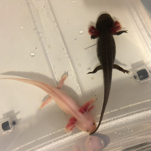 Couple Axolotl