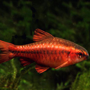 Barbus cerise (puntius titteya) a vendre