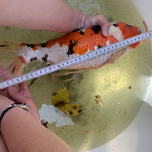 LOT DE CARPE KOI
