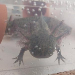 Axolotls sauvages à vendre