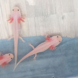 Vend Axolotls