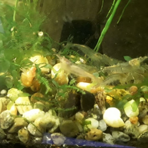 Vends caridina malawa /mini japonica