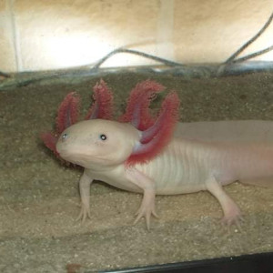 Acheter Un Axolotl Achat En Ligne Aquariophilie Aquascaping Aquarium Bassin