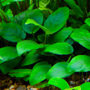 Anubias Barteri variété Nana