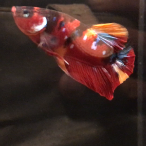 Bettas splendens plakat