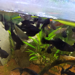 Black Molly, black Molly lyre