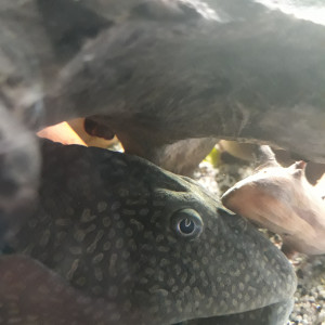 Gros pleco