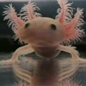 Axolotl leucystique
