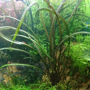 Cryptocoryne Balansae