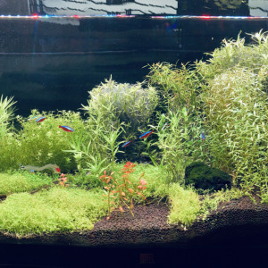 Vente Aquarium complet ou au détail