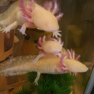 axolotls gold albinos