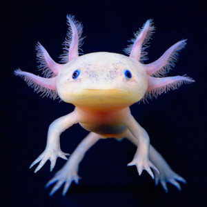 Recherche Axolotl dans le Tarn