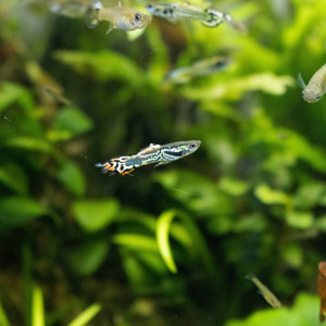 Guppy Endler