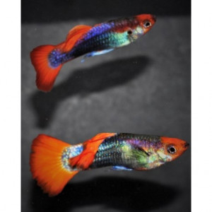 Guppy Showa Tricolores mâles