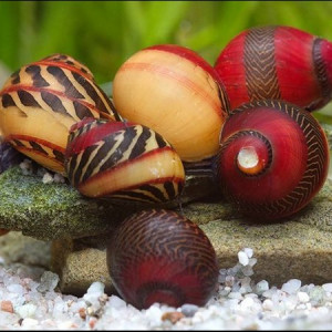 Escargot vittina  waigiensis ou Red Racer