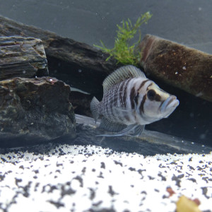 Altolamprologus calvus black perle