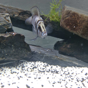 Altolamprologus calvus black perle