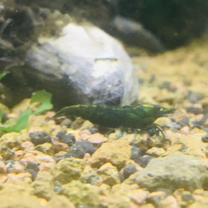 Neocaridina green jade