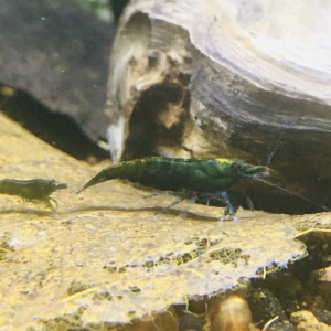 Neocaridina green jade