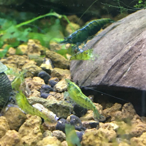 Neocaridina green jade